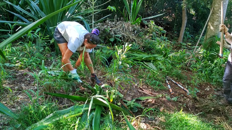 jardin-partage-ile-reunion-018