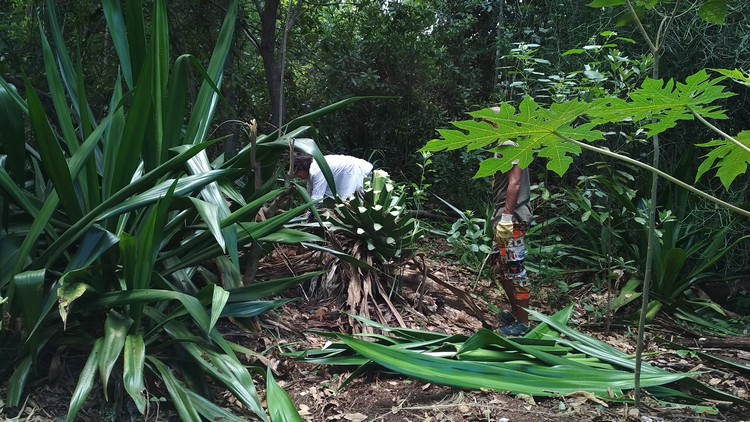 jardin-partage-ile-reunion-033