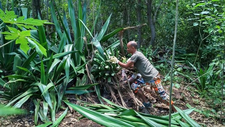 jardin-partage-ile-reunion-037