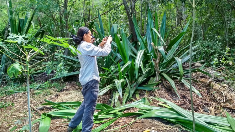 jardin-partage-ile-reunion-039