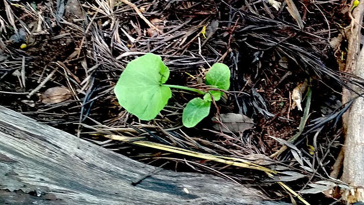 jardin-partage-ile-reunion-053