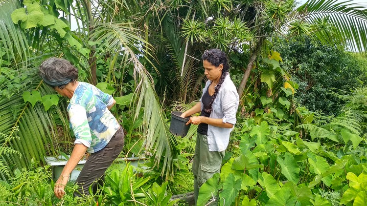 jardin-partage-ile-reunion-067