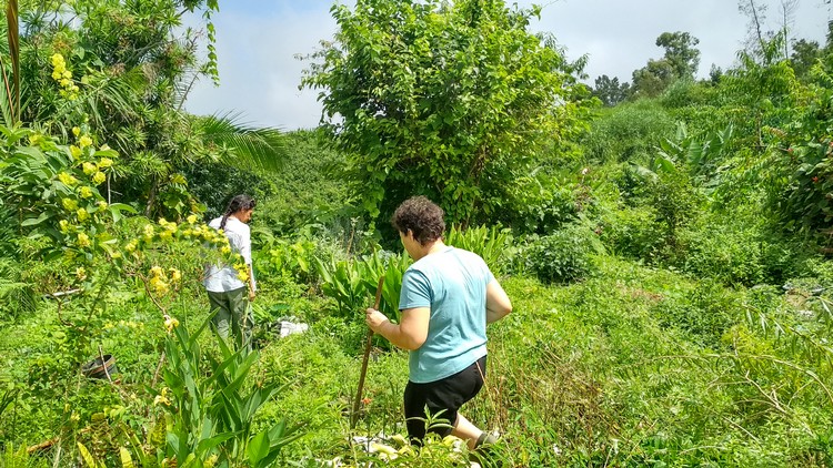 jardin-partage-ile-reunion-069