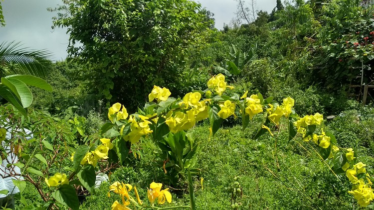 jardin-partage-ile-reunion-071