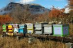 Fred Theys Apiculteur – Formation Apiculture