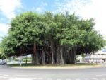 Inventaire des Arbres remarquables de La Réunion