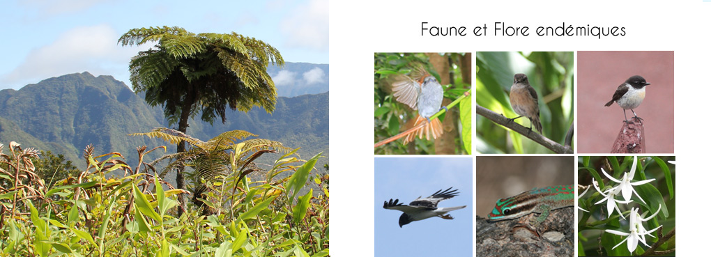 faune-flore-endémique-reunion