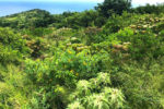 Life+ Forêt sèche ile Réunion