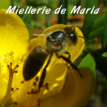 Miellerie biodynamique de Marla