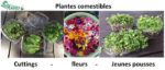 Pépinière Multi Plantes