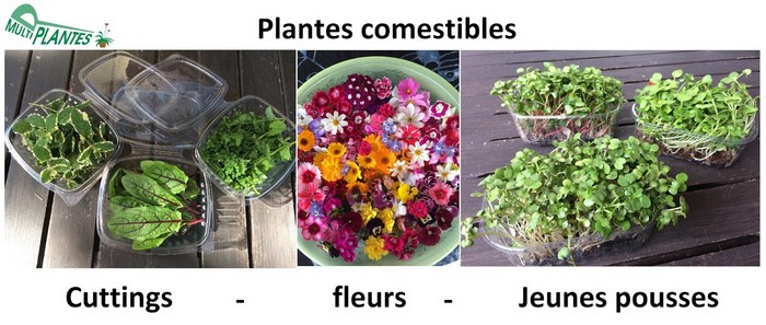 Pépiinière-fleurs-comestibles-ile-reunion