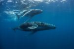 Les Amis de la Réserve naturelle marine