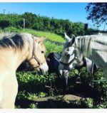 Ferme Equestre de Grand Etang