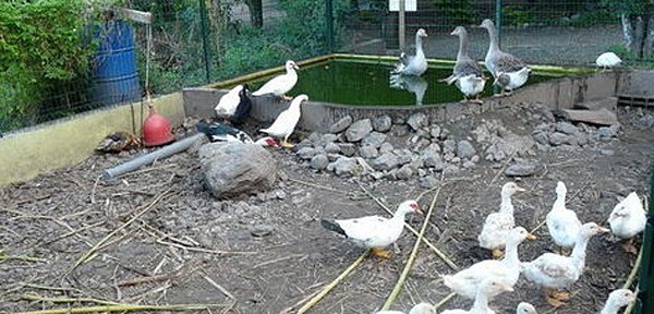 ferme-pedagogique-ile-reunion-loucachet002