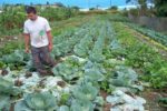 Le Potager de Xavier