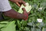 Le Potager de Xavier