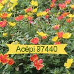 Acepi 974 Jardins familiaux