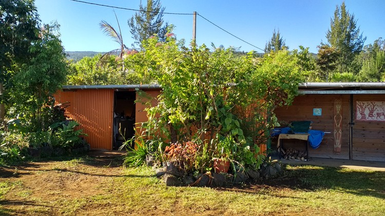 plantes-medicinales-ile-reunion-franswatiberes002