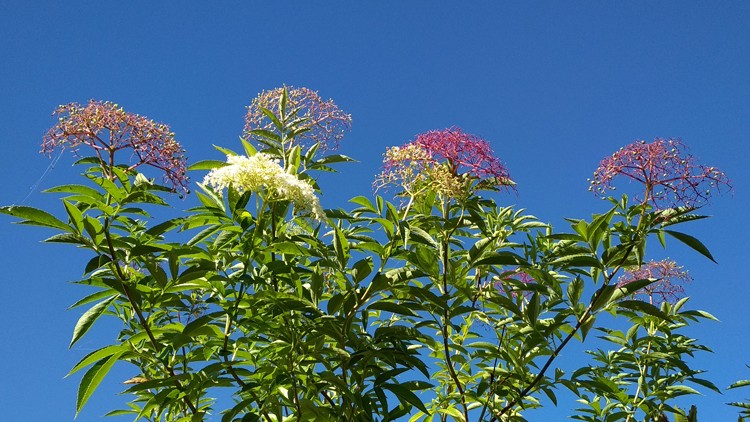 plantes-medicinales-ile-reunion-franswatiberes012