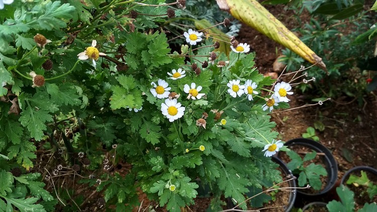 plantes-medicinales-ile-reunion-franswatiberes020