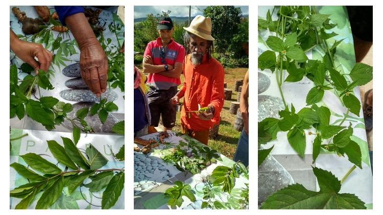 plantes-medicinales-ile-reunion-franswatiberes021