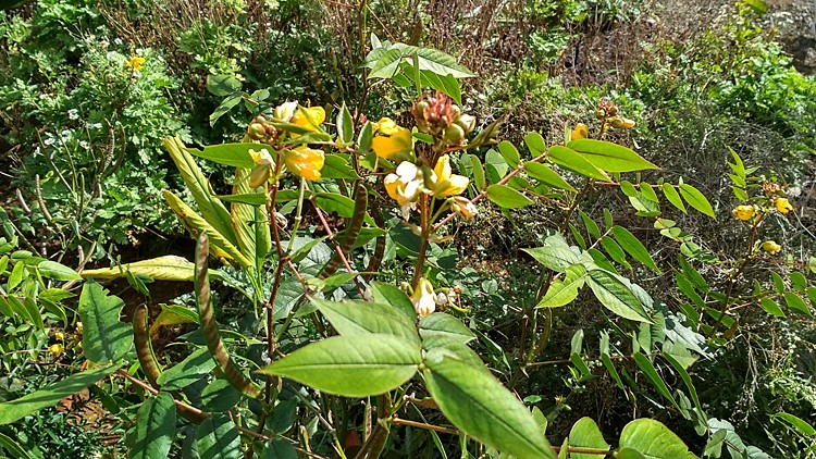 plantes-medicinales-ile-reunion-franswatiberes024