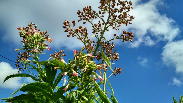 plantes-medicinales-ile-reunion-franswatiberes025