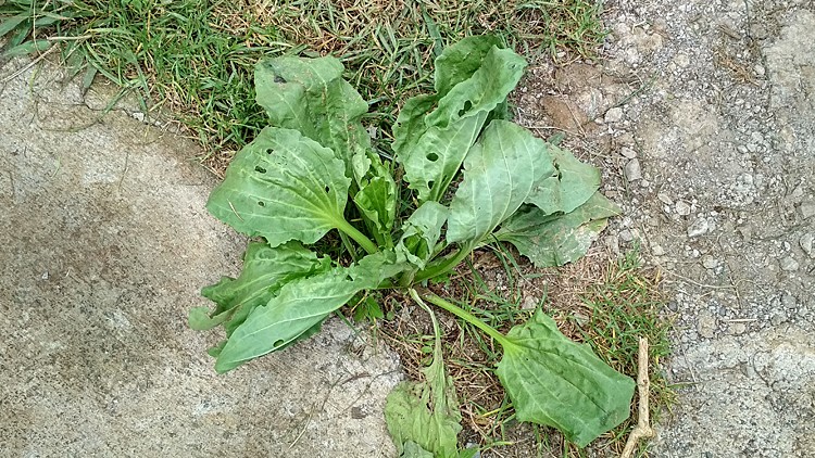 plantes-medicinales-ile-reunion-franswatiberes026