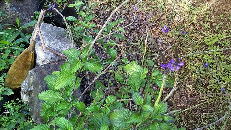 plantes-medicinales-ile-reunion-franswatiberes027