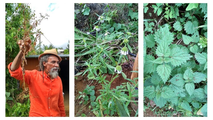 plantes-medicinales-ile-reunion-franswatiberes032