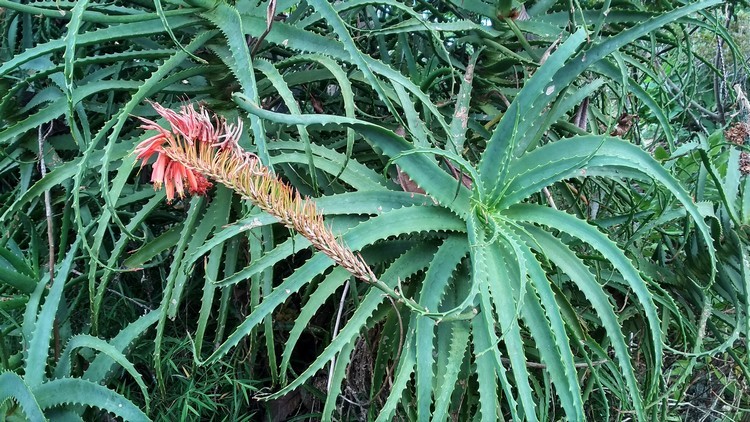 plantes-medicinales-ile-reunion-franswatiberes037