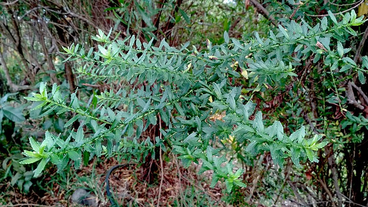 plantes-medicinales-ile-reunion-franswatiberes039