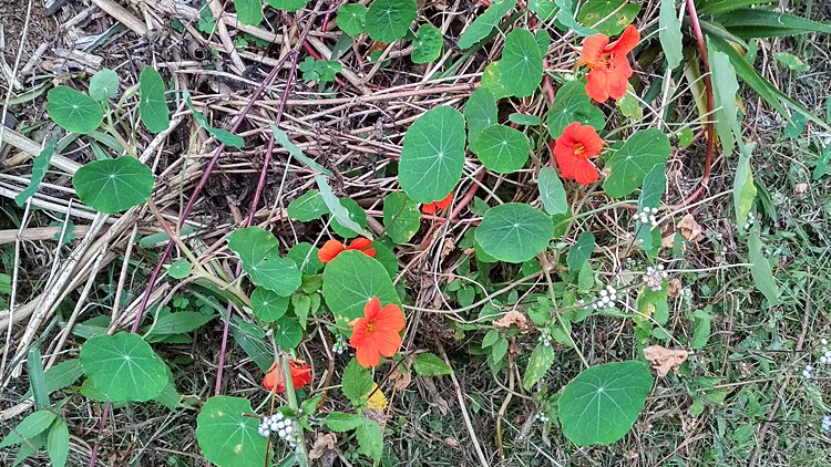 plantes-medicinales-ile-reunion-franswatiberes042