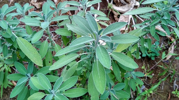 plantes-medicinales-ile-reunion-franswatiberes045