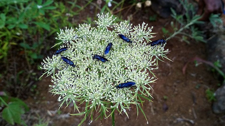 plantes-medicinales-ile-reunion-franswatiberes046