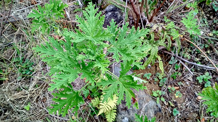 plantes-medicinales-ile-reunion-franswatiberes047