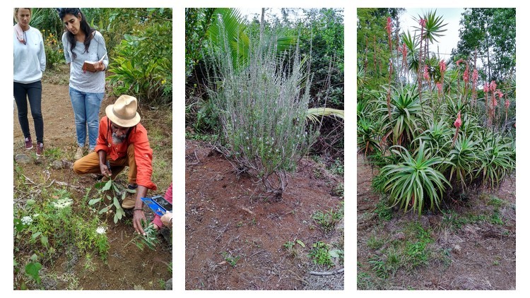 plantes-medicinales-ile-reunion-franswatiberes048