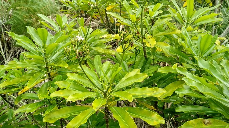 plantes-medicinales-ile-reunion-franswatiberes050