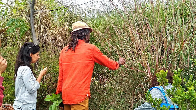 plantes-medicinales-ile-reunion-franswatiberes051