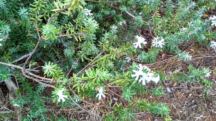 plantes-medicinales-ile-reunion-franswatiberes052