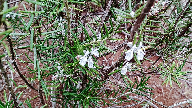 plantes-medicinales-ile-reunion-franswatiberes053