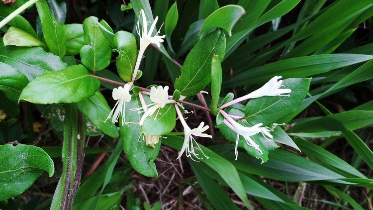 plantes-medicinales-ile-reunion-franswatiberes055