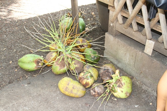 maison-coco-ile-reunion-produitspei009