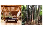 Bamboo Deck & Pergolas