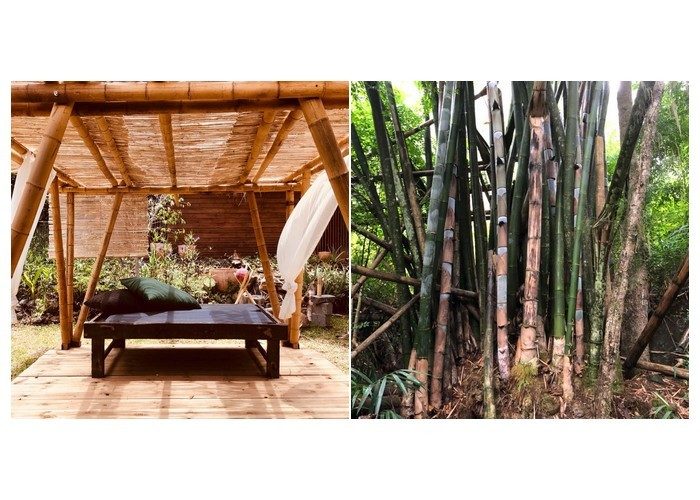 Bamboo Desk et Pergolas Constructions et déco Bambou ile Réunion