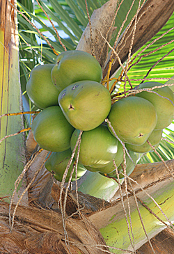 Aux Philippines, des noix de coco zéro gaspi !