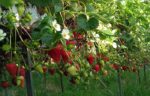 Producteur Fruits et Légumes Jean Hugues Bardeur