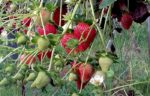 Producteur Fruits et Légumes Jean Hugues Bardeur