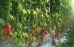 Producteur Fruits et Légumes Jean Hugues Bardeur