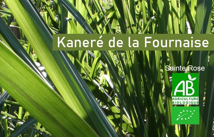 canne-bio-ile-reunion-kanerefournaise002